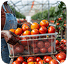 Quality Produce image 2